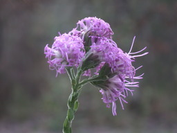 DSCN1826.JPG
