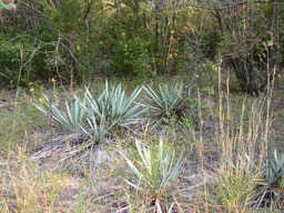 DSCN2907.JPG