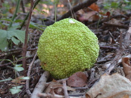 DSCN2930.JPG