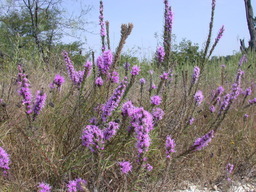 DSCN2960.JPG