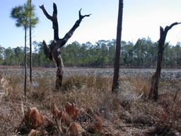 DSCN3535.jpg