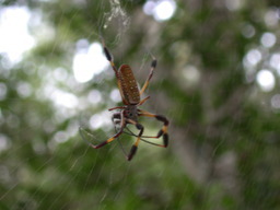 DSCN1610.jpg