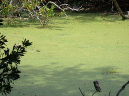 DSCN1617.jpg