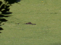DSCN1618.jpg