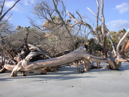 dscn4446.jpg
