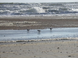 dscn4455.jpg