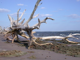 dscn4461.jpg